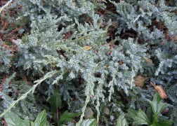 Juniperus squamata Blue Carpet / Kék kúszó boróka
